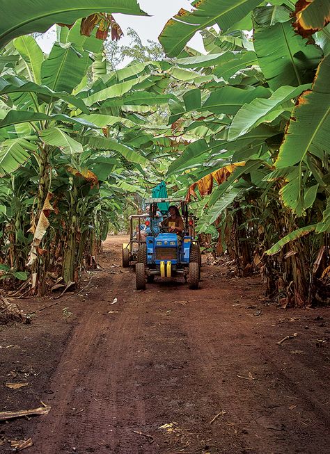 Farm Fresh: Kahuku Farms on Oahu | Hawaii Magazine Hawaii Ranch, Kahuku Hawaii, Hawaii Farm, Tropical Farm, Hawaii Magazine, North Shore Hawaii, Turtle Bay Resort, Beautiful Hawaii, Big Farm