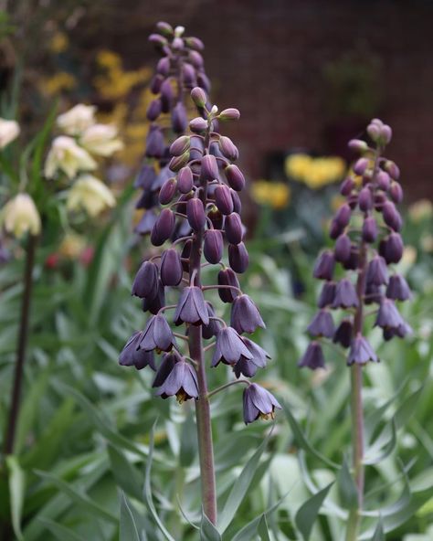 Fritillaria Persica, Farmer Gracy, Naturalistic Garden, Night Illustration, Twin Towers, Naturally Beautiful, Monday Morning, Dream Garden, Spring Flowers