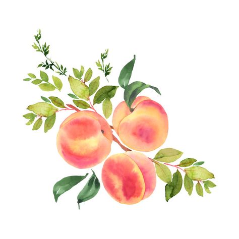 Peach Illustration, Peach Art, Watercolor Fruit, Shop Watercolor, Watercolor Inspiration, Peaches, Watercolor Illustration, Adobe Stock, Watercolor Painting