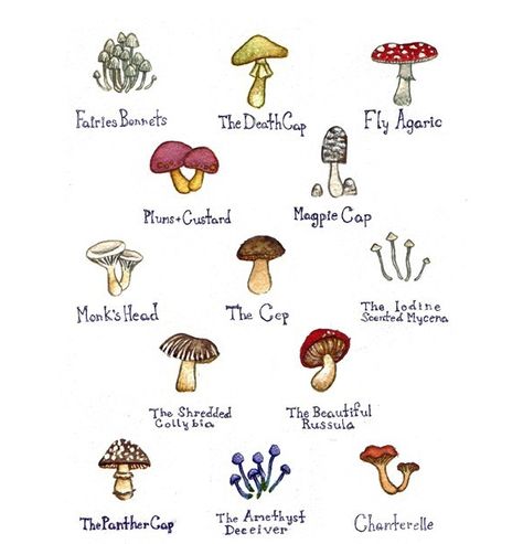 Mushroom illustrations Mushroom Names, Art Mushrooms, Clay Mushroom, Mushroom Drawing, Field Painting, Guided Art, Textile Printing, Art Water, Color Painting