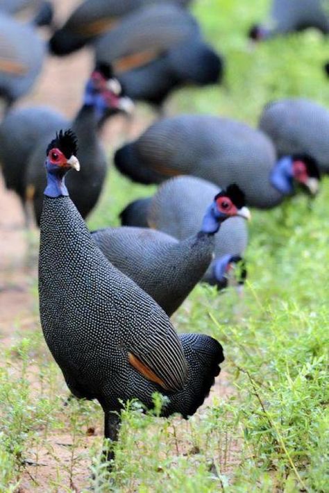 5 Information to Know More About Crested Guineafowl 2 Crested Guineafowl Jual Ayam Hias Fancy Chickens, Beautiful Chickens, Flightless Bird, Guinea Fowl, Chickens And Roosters, Game Birds, Rare Birds, Big Bird, Exotic Birds