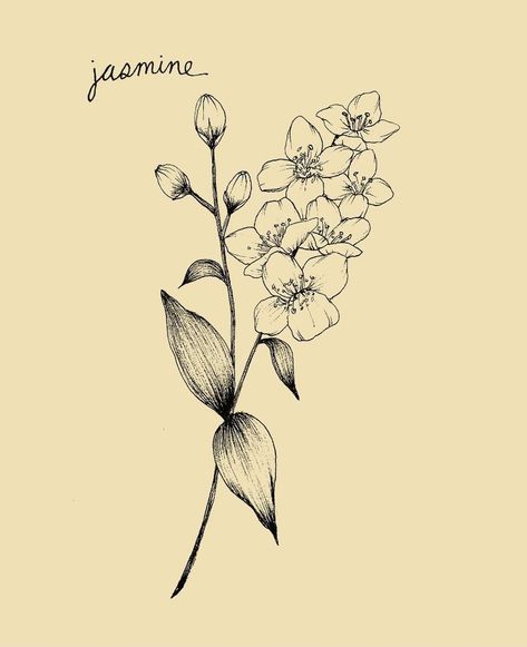 Jasmine Tattoo Design, Star Jasmine Flower Tattoo, Jasmine Vine Tattoo, Jasmine Flower Sketch, Jasmine Flower Drawing, Jasmine Flower Tattoo, Gardenia Tattoo, Jasmine Drawing, Brown Tattoo Ink