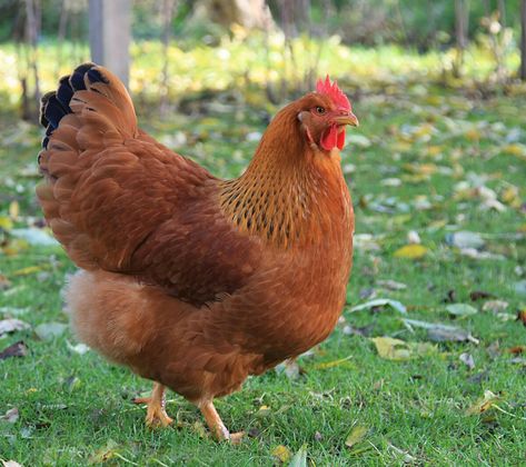 A copper-colored dual-purpose breed, New Hampshire chickens are good mothers, but their personalities are a bit of a toss up. Largest Chicken Breed, Rhode Island Red Chickens, Chicken Animal, Poultry Breeds, Chickens For Sale, Rhode Island Red, Types Of Chickens, Red Chicken, Chicken Hen