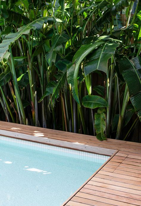 A resort-style garden in Sydney where privacy is key Screen Plants, Australian Native Garden, Tropical Backyard, Pool Landscape Design, Tropical Pool, Alfresco Area, Garden Villa, Tropical Resort, Feature Walls