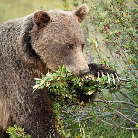 Joe Desjardins | Photographer on Instagram: “A gorgeous grizzly bear eating buffalo berries late one evening in the Canadian Rockies.  Check out them claws! ----------🇨🇦----------…” Grizzly Bear Roaring, Grizzly Giant Tree, Grizzly Bear Growling, Bear Eating, Grizzly Bear Standing, Grizzly Bear Sitting, Sun Bear, Swan Song, Novel Study