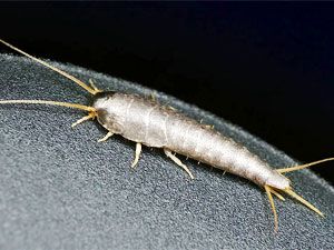 What Are Silverfish Bugs? Silver Fish Bug, Get Rid Of Silverfish, Natural Bug Repellant, Cleaning To Do List, Bug Repellant, Rid Of Bed Bugs, Home Pest Control, Wasp Nest, Natural Pesticides