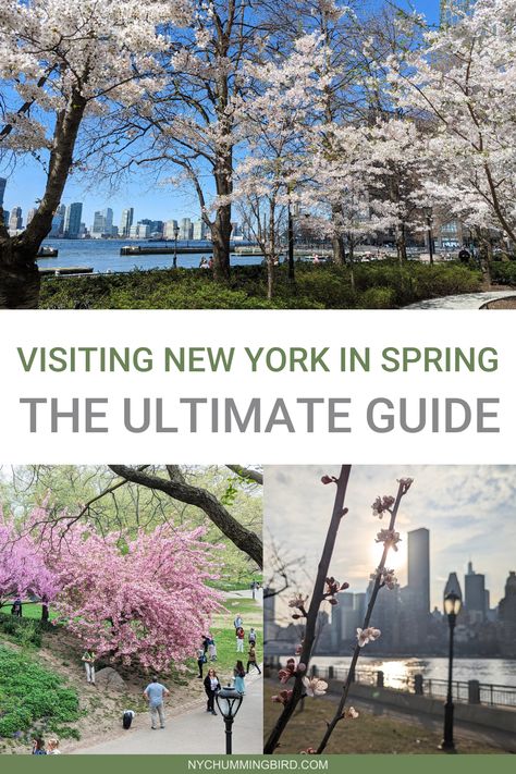 The Ultimate Guide For Visiting New York in Spring, Blooming trees in NYC parks Nyc Cherry Blossoms, New York In The Spring, Nyc In Spring, Nyc In May, New York In April, Central Park Spring, New York City Spring, Spring In Nyc, Spring Nyc