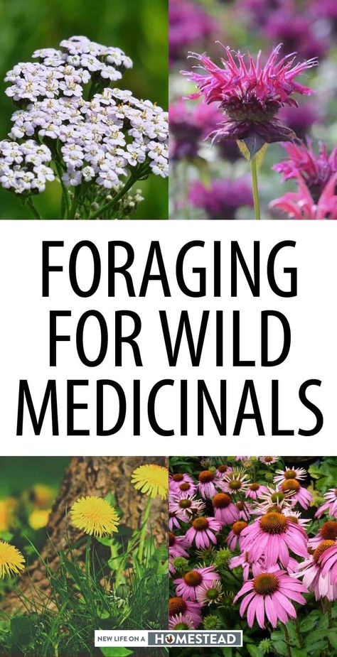 Foraging Your Backyard, Foraging For Beginners Midwest, Foraging Witch, Michigan Foraging, Foraging Uk, Appalachian Forager, Herb Foraging, Grimoire Notes, Backyard Foraging