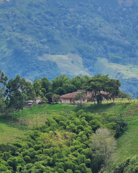 From village to farm, every part of Colombia's geography places an important part in creating the region's iconic specialty coffee 🌟☕️🇨🇴 Have you tried single origin Colombian specialty coffee before? #colombiancoffee #SpecialtyCoffee #Encantadocoffee #ejecafetero #paisajeculturalcafetero #Colombia #coffeeaxis #coffeefarm #singleorigincoffee #salaminacaldas #coffeelover #ilovecoffee #ethicalcoffee #sustainablecoffee #coffeebreak #visitcolombia #cafedecolombia #cafedeespecialidad Columbia Coffee Farm, Colombia Coffee Farm, Colombian Coffee, Visit Colombia, Single Origin, Coffee Farm, Single Origin Coffee, Speciality Coffee, Have You Tried