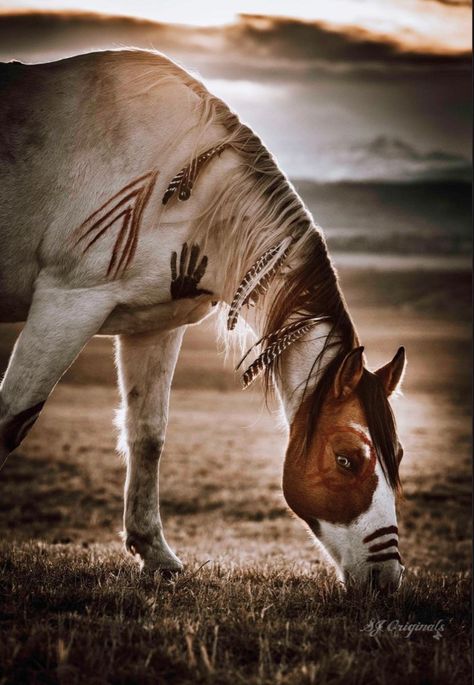 Indian Cosplay, Horse Photography Ideas, Native Horse, Horse Costume, Native American Horses, Painted Feathers, Indian Horses, Horses Tack, Pinto Horse