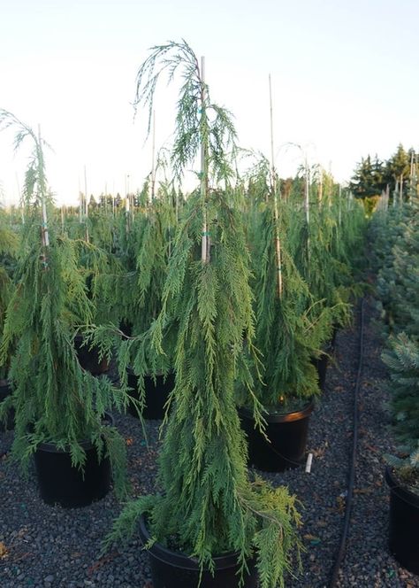 Weeping Cypress Tree, Basic Front Yard Landscaping, Pnw Landscaping, Weeping Evergreen Trees, Cabin Entrance, Weeping Alaskan Cedar, Island Landscaping, Weeping Cedar, Serbian Spruce