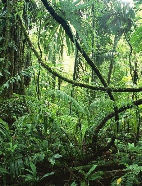 Japanese Jungle, Jungle Photos, Jungle Trees, Tree Vines, Hawaii Jungle, Jungle Floor, Jungle Core Aesthetic, Jungle Astethic, Indian Jungle