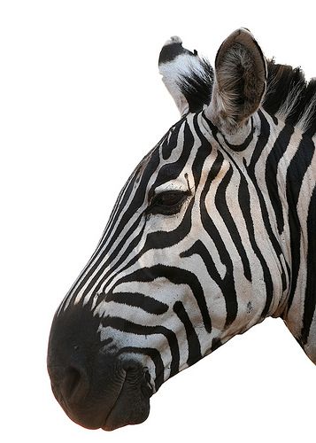 . Zebra Head, Zebra Art, Artistic Inspiration, African Animals, Back To Nature, Animal Planet, Animal Photo, Exotic Pets, Zebras