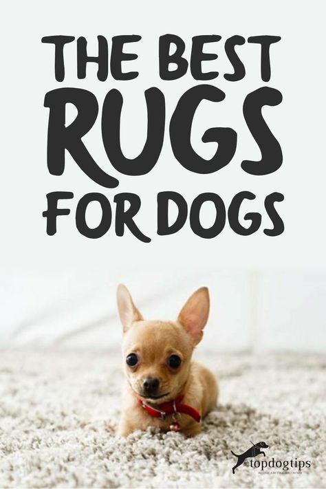 Dog Carpet, Dog Rug, Cheap Dog Beds, Best Rugs, Rubber Carpet, Durable Carpet, Dog Pee, Cheap Dogs, Indoor Pets