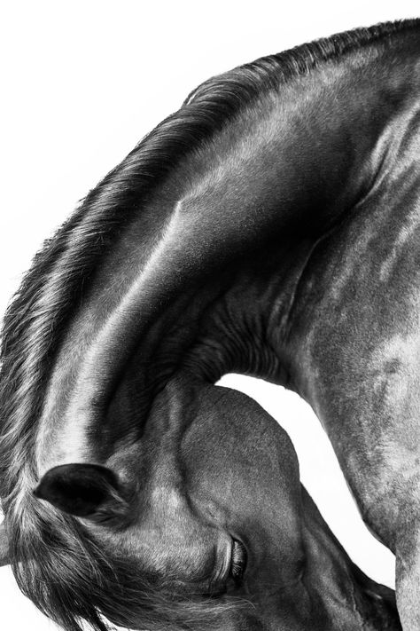 Equine Portraits, Equine Photographer, Horse Aesthetic, Charcoal Art, Horse Portrait, Equine Art, Equine Photography, Black Horse, Horse Photos