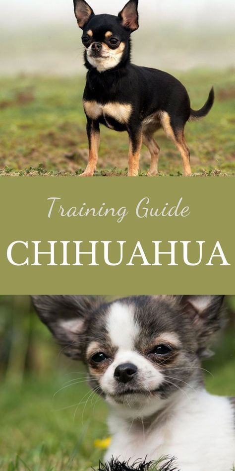 Chihuahua Puppy Training, Merle Chihuahua, Chihuahua Training, Teacup Chihuahua Puppies, Baby Chihuahua, Dog Best Friend, Helpful Things, Teacup Chihuahua, Basic Needs