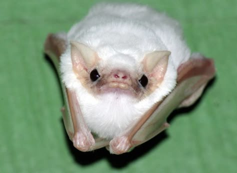 Northern Ghost Bat, Wholesome Animals, Body Aesthetics, Vampire Bats, Bat Plush, Ghost Bat, Bat Art, Baby Bats, Cute Bat