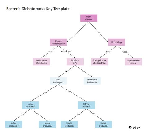 Bacteria Dichotomous Key | EdrawMax Editable Template Dna Sequencing, Dichotomous Key, Physical Characteristics, Dna Sequence, Cell Wall, Microbiology, Genetic, Editable Template, The Process