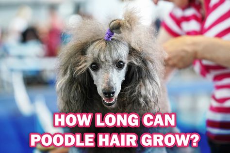 How long can poodle hair grow? Read this poodle hair guide on HoundGames Poodle Ponytail Hairstyle, Poodle Top Knot Styles, Poodle Hairstyles, Poodle Hair, Poodle Cuts, Poodle Grooming, Grow Long Hair, Hair Guide, Poodle Puppy