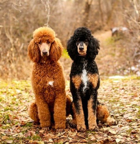 Standard Poodle Haircuts, Giant Poodle, Phantom Poodle, Poodle Haircut Styles, Toy Poodle Dog, Teacup Poodle Puppies, Teacup Poodle, Poodle Haircut, Poodle Puppy Standard