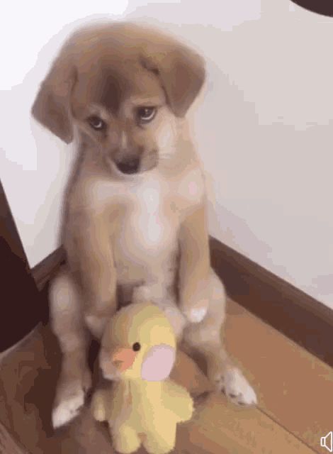 Puppies Gif, Cute Gifs, Dog Crying, Cute Animals With Funny Captions, Dog Animation, Puppy Face, Cute Animal Videos, Dog Face, Cute Animal Pictures