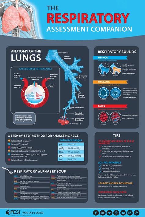 Respiratory System Infographic, Respiratory Anatomy And Physiology, Respiratory Assessment, Respiratory Sounds, Respiratory Therapy Notes, Respiratory Therapist Student, Respiratory System Anatomy, Acidosis And Alkalosis, Respiratory Therapy Student