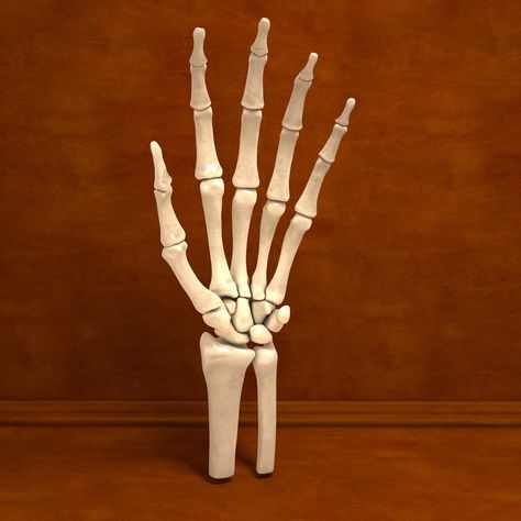 Ultimate Human Hand Bones Anatomy 3D Model #AD ,#Hand#Human#Ultimate#Model Hand Bone Anatomy, Bones Human, Pile Of Bones, Human Hand Bones, Hand Bones, Hand Anatomy, Ganesh Art Paintings, Human Bones, Ganesh Art