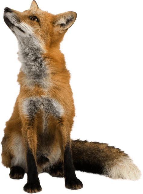 Fox Looking Up Fox Sketch, Fox Sitting, Render People, Pet Shop Logo, Free Download Pictures, Fox Images, Fox Drawing, Fox Painting, Pet Fox