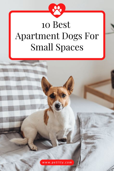 best dogs for apartments Dog Friendly Apartment Ideas, Dog Apartment Living, Dog Decor Ideas, Apartment Dogs Breeds, Pet Friendly Apartment, Best Apartment Dogs, Bulldog Training, French Bulldog Breed, Cozy Decor Ideas