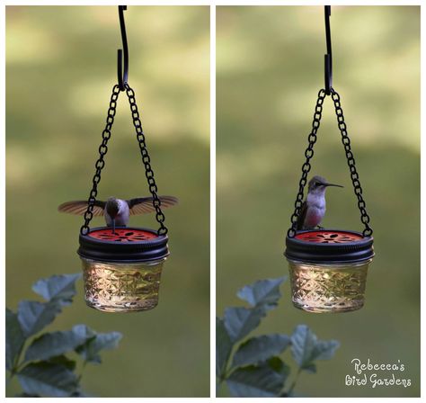 DIY mason jelly jar hummingbird feeder! rebeccasbirdgardens.com Mason Jar Hummingbird Feeder, Homemade Hummingbird Feeder, Diy Hummingbird Feeder, Homemade Bird Feeders, Diy Mason Jar, Hummingbird Feeder, Diy Bird Feeder, Hummingbird Garden, Easy Backyard