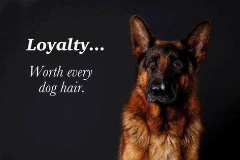 Shepherd Quotes, German Shepherd Quotes, German Sheperd Dogs, Dog Poems, White German Shepherd, German Shepherd Dog, Shepherd Puppies, German Shepherd Puppies, Animal Quotes