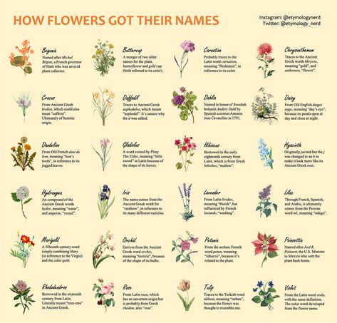 Flower Species, Harvard Students, Old English Words, Word Origins, Greek Names, Name Origins, Flower Meanings, How To Create Infographics, Flower Names