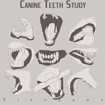 Dog Mouth Reference, Canine Mouth Reference, Animal Mouth Reference, Dog Teeth Reference, How To Draw Floppy Dog Ears, How To Draw Wolf Ears, Wolf Ears Reference, Dog Teeth Drawing, Dog Mouth Drawing