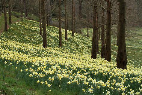 dendroica: A host of golden daffodils (by Graham... Golden Daffodils, Cottagecore Aesthetic, Nassau, Nature Aesthetic, Pretty Places, Sedona, Larp, In The Woods, Mother Earth