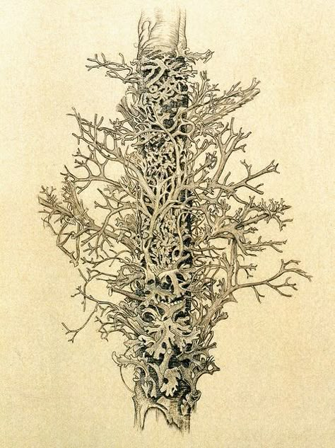 Alfred Cossman | Flickr - Photo Sharing!. Lichen, 1942 Scientific Drawing, Bio Art, Water Drawing, Image Nature, Antique Illustration, Nature Drawing, Botanical Painting, Scientific Illustration, Sketchbook Inspiration