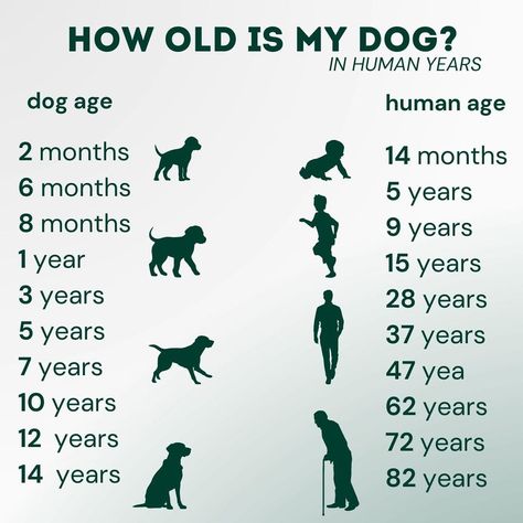 How old is your dog in human age? Dog Ages, Dog Brain, Pet Supplements, Dog Training Techniques, Dog Obedience, Amazon Store, Cute Dogs And Puppies, Brain Training, How Old