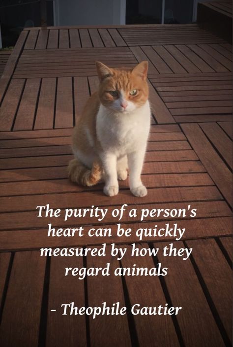 Quotes With Cat Pictures, Cat Poems, Colorful Hairstyles, Therapy Animals, Pet Kitten, Cat Quotes, Funny Cute Cats, Animal Rights, Cat Rescue