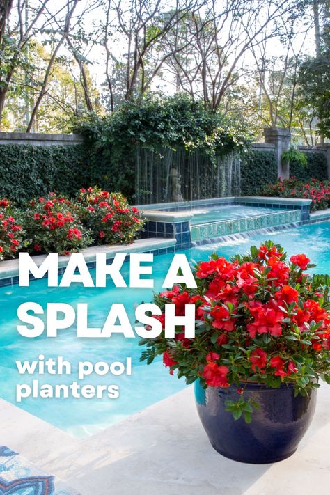 Transform Your Poolside Area Into A Serene Oasis By Incorporating Lush Greenery And Vibrant Color In Container Plantings. Poolside Planters, Pool Planters, Landscaping Around Pool, Pool Plants, Container Gardens, Evergreen Shrubs, Lush Greenery, Turquoise Water, Companion Planting