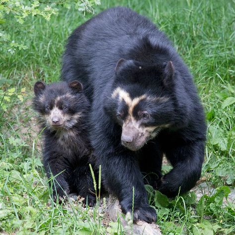 Japanese Raccoon Dog, Spectacled Bear, Bear Species, Raccoon Dog, Black Bears, Tropical Animals, Interesting Animals, Unusual Animals, Love Bear