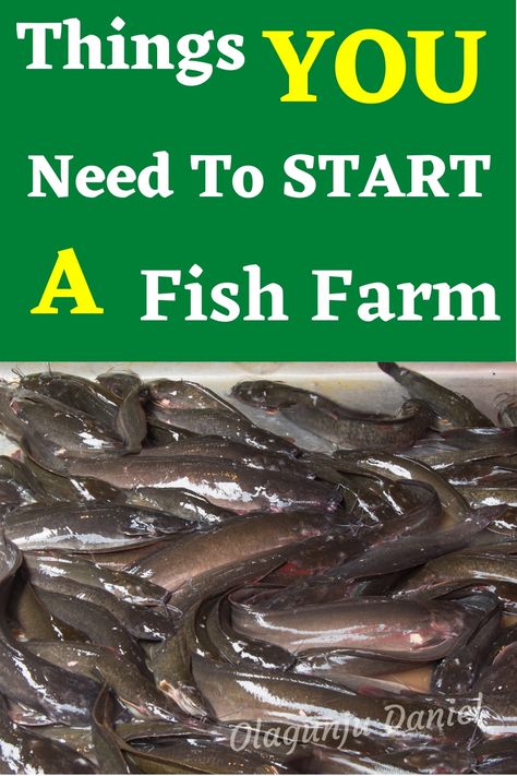 Raising Fish For Food, Fish Farming Ideas, Fish Farming Ponds, Tilapia Fish Farming, Catfish Farming, Fish Ponds Backyard, Aqua Farm, Farm Management, Sustainable Homestead