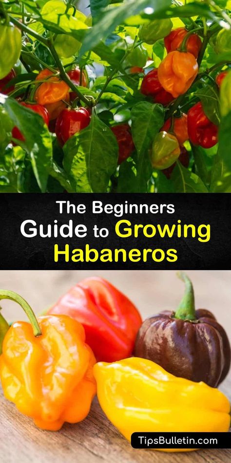 How To Use Habanero Peppers, Habanero Pepper Recipes, Harvesting Peppers, Caribbean Plants, Scoville Scale, Habanero Recipes, Hot Peppers Plants, Growing Hot Pepper, Habanero Salsa