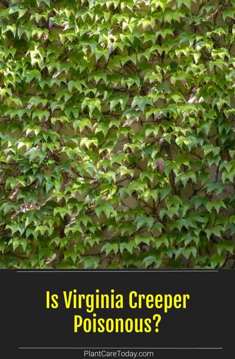 Creeping Virginia Vine, Virginia Creeper Fence, Poison Ivy Leaves, Virginia Creeper Vine, Creepers Plants, Creeping Vines, Vine Trellis, Plant Maintenance, Virginia Creeper