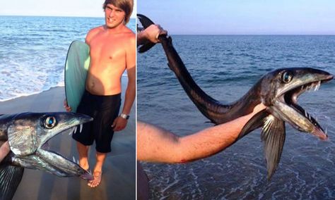 Mysterious lancet fish with terrifying-looking fangs appears on beach North Carolina Beaches, Carolina Beach, Sea Monsters, On Beach, The Atlantic, Deep Sea, Marine Life, Sea Creatures, The Ocean