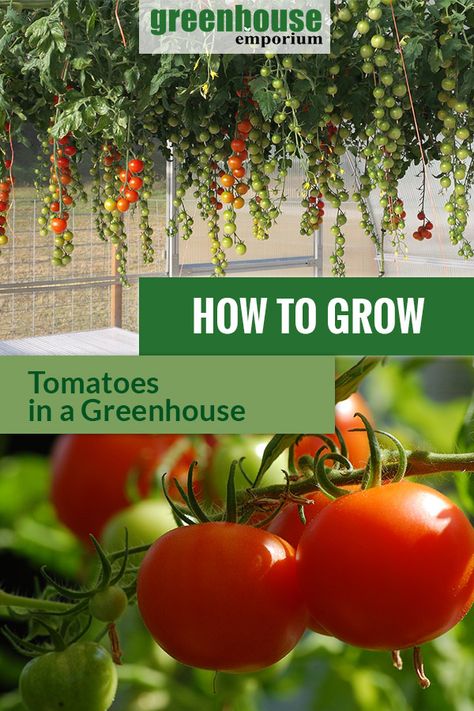 Greenhouse Vegetable Garden, Growing Tomatoes In Greenhouse, Greenhouse Tomatoes How To Grow, Tomatoes Greenhouse, Overwintering Tomato Plants, Tomatoes In Greenhouse, What To Grow In A Greenhouse, Greenhouse Fruits And Veggies, Tomato Greenhouse