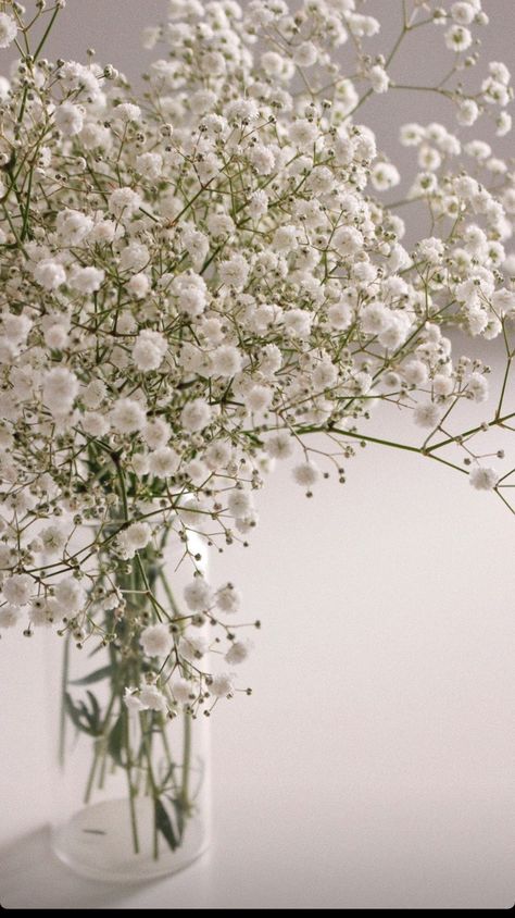 Buckwheat Flower Aesthetic, Gipsofila Aesthetic, Baby Breath Wallpaper, Baby Breath Flower Aesthetic, Gypsophila Aesthetic, Gypsophila Wallpaper, Babys Breath Aesthetic, Buckwheat Flower, Vintage Flowers Wallpaper