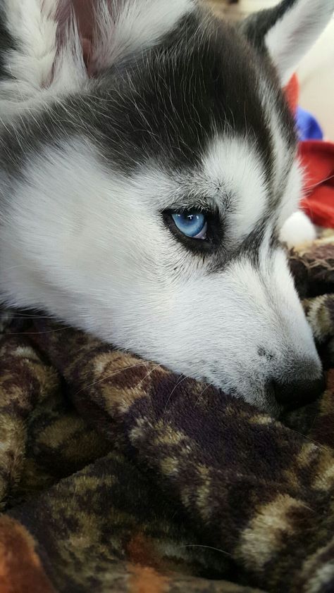 Husky Puppies With Blue Eyes, Siberian Husky Puppies Blue Eyes, Husky Puppy Blue Eyes, Blue Eyes Husky, Dog With Blue Eyes, Husky Facts, Siberian Husky Facts, Siberian Husky Funny, Husky With Blue Eyes