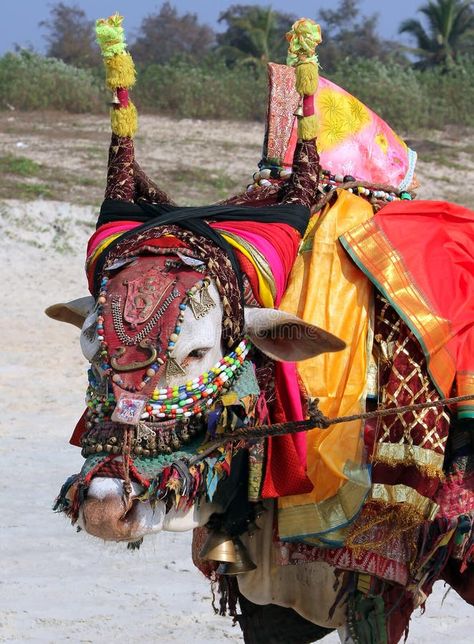 Indian sacred cow on the beach in GOA stock photos Cow Indian, Indian Cow, Sacred Cow, Cow Photography, Bhagavata Purana, Crossy Road, The Mahabharata, Indian Photoshoot, Art Characters