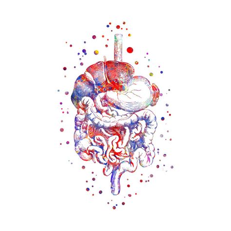 Digestive System Diagram, Digestive System Anatomy, Murmuration Art, Histology Slides, System Wallpaper, Human Organs, Systems Art, Digestive Tract, Healthy Digestive System