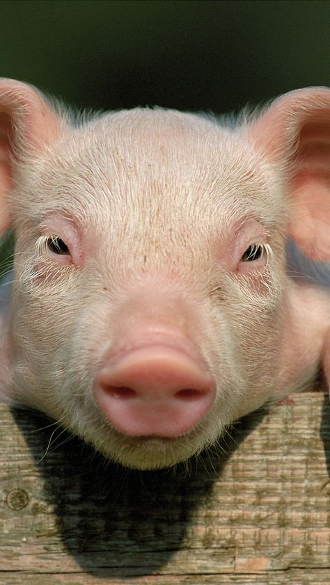 https://flic.kr/p/nQyRjc | pig_little_pig_countryside_hooves_close_up_face_78678_640x1136 Dog Walking Services, Deco Panel, Pig Wallpaper, Pig Face, Mini Pigs, Pig Farming, Pig Lovers, Baby Pigs, Cute Pigs