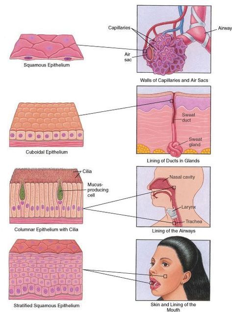 Epithelium: Surfaces of the Body. Shows the different types of epithelial cells of the integument and where they are found in the body. From the Merck Manual Home Health HandBook. Biology Classroom, Basic Anatomy And Physiology, Tissue Types, Medical Student Study, Biology Lessons, Medical Facts, Nursing School Notes, Medical School Studying, Human Anatomy And Physiology